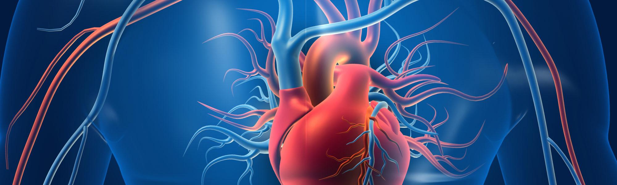 Human heart with blood vessels rendering