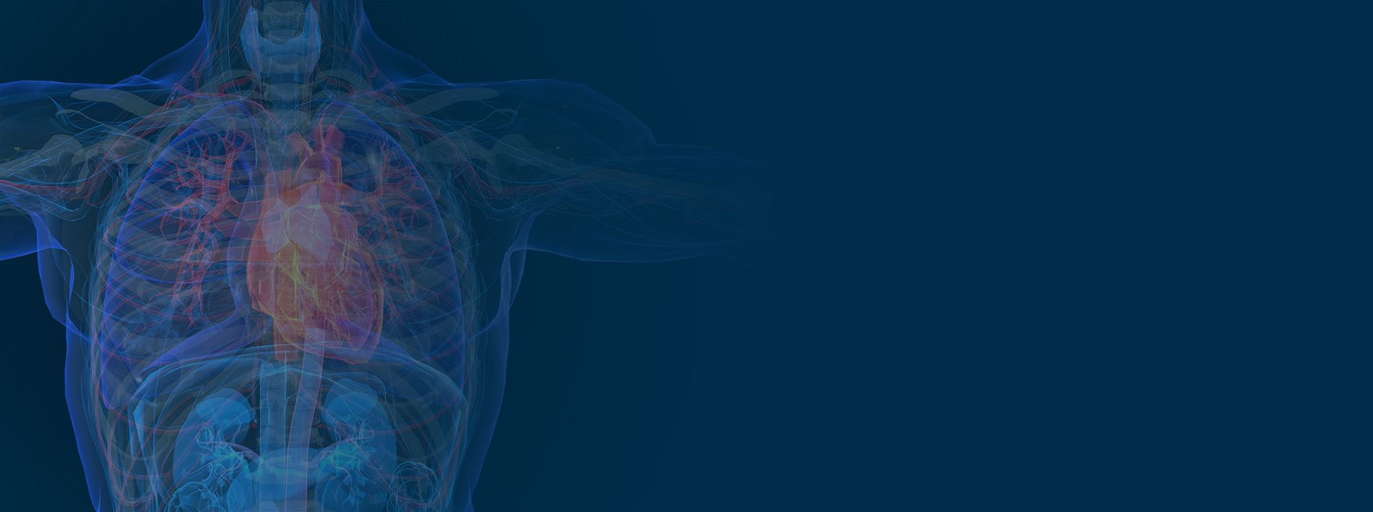 Heart in the body in need of coronary microvascular dysfunction treatment
