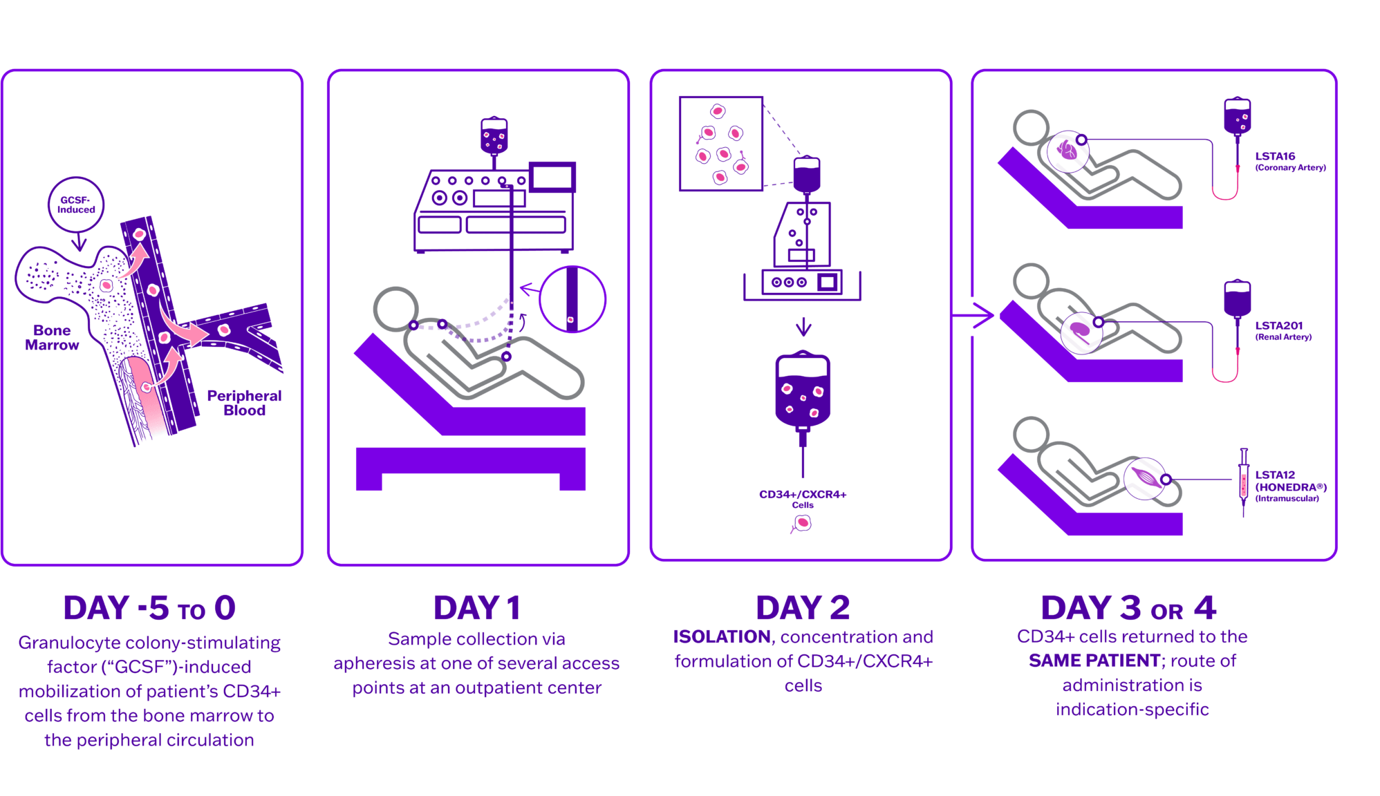 Day process of CD34+ cell therapy